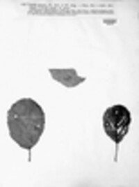 Typhula gyrans image